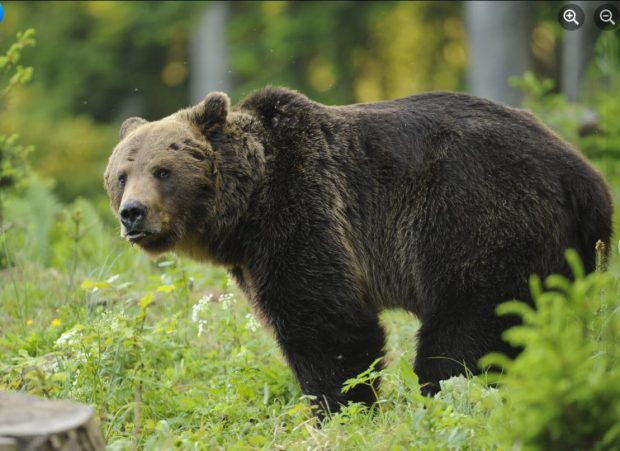 Încă un bărbat a fost atacat de urs în Prahova. A fost al doilea atac în 24 de ore