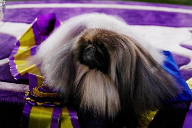 Pechinezul Wasabi, câştigătorul tradiționalei competiţii Westminster Dog Show din New York