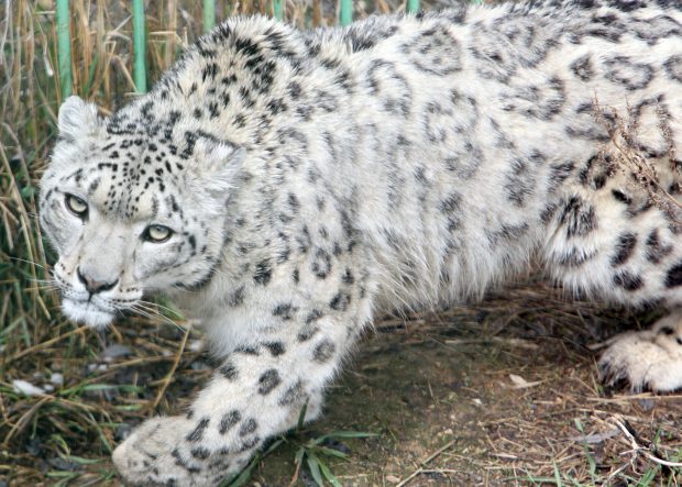 Un leopard al zăpezii nevaccinat, de la o grădină zoologică din SUA, infectat cu coronavirus