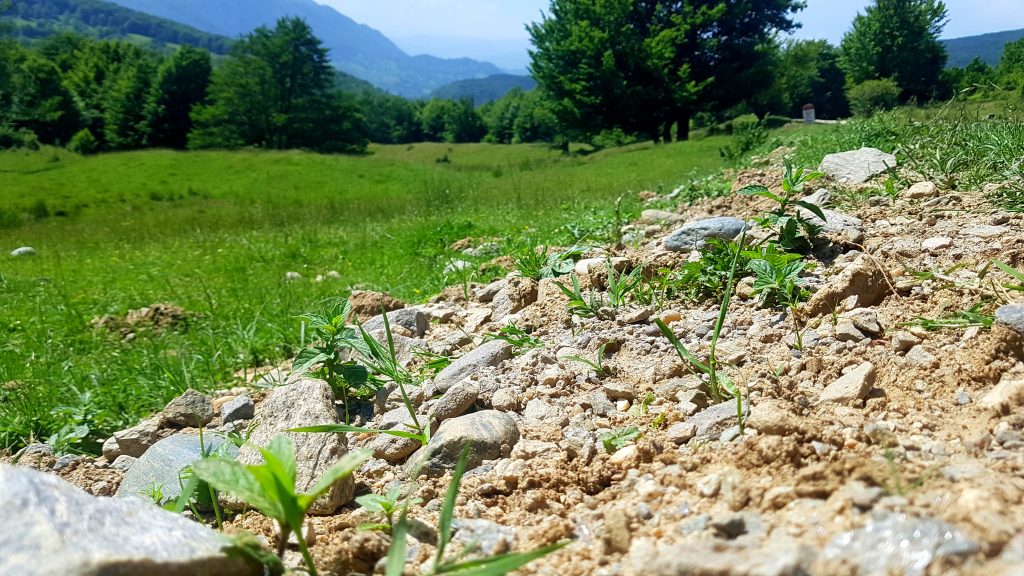 Dansând cu urșii. Am descoperit încă cinci cazuri „Arthur” și pe câțiva dintre „băieții deștepți” din vânătoare