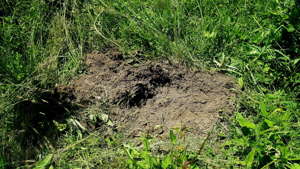 Dansând cu urșii. Am descoperit încă cinci cazuri „Arthur” și pe câțiva dintre „băieții deștepți” din vânătoare