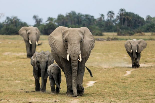 Sute de elefanți, antilope și zebre au murit în Kenya din cauza secetei prelungite din ultimele decenii