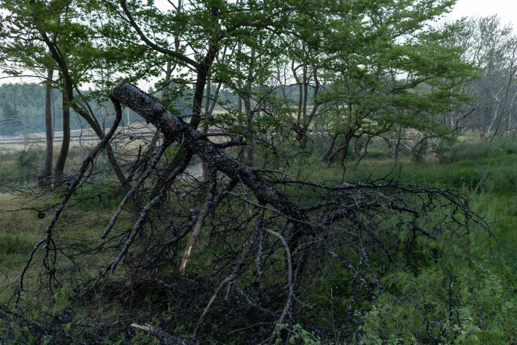 img0442-1024x683.jpg
