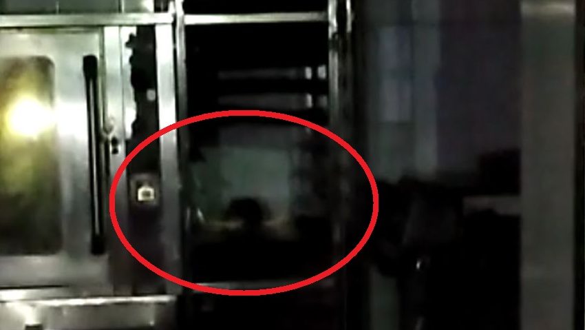 Şobolan Filmat în Cuptorul Unei Patiserii Din Ploieşti. Patronul A Fost Amendat Cu 10.000 De Lei, Iar Locația A Fost închisă - Vimarsana News