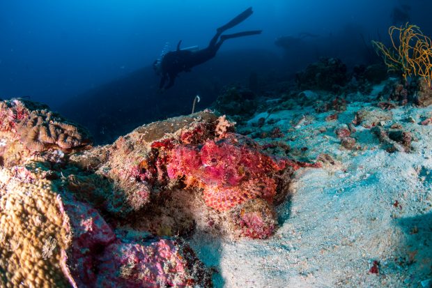 Cheia luptei împotriva pandemiilor poate veni din adâncurile oceanelor. Ce speră oamenii de știință să găsească