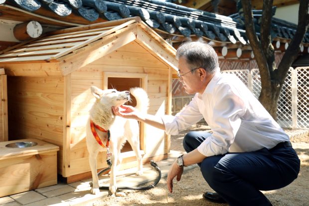 Președintele Coreei de Sud sugerează că țara ar trebui să renunțe la carnea de câine