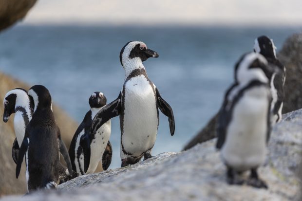 Peste 60 de pinguini pe cale de dispariție, uciși de albine în Africa de Sud