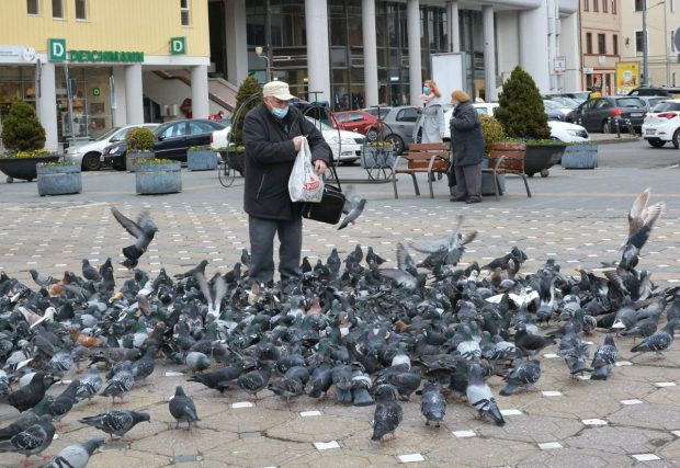 Numărul porumbeilor crește în București. Ornitolog: vina e a noastră, pentru că le dăm de mâncare