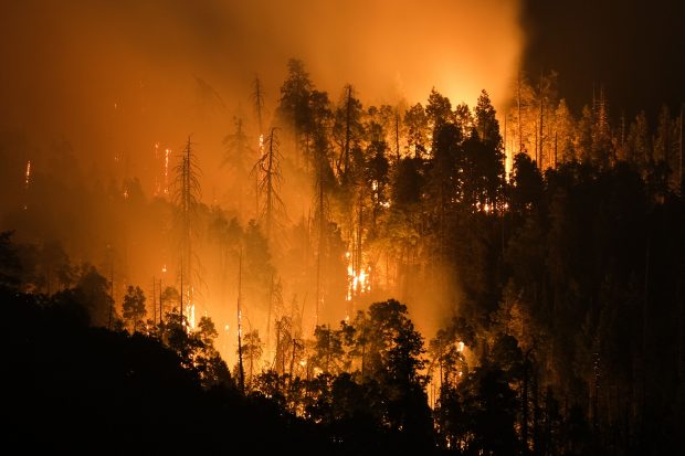 Cel mai mare copac din lume, învelit în pături rezistente la foc pentru a fi protejat de incendiile din California