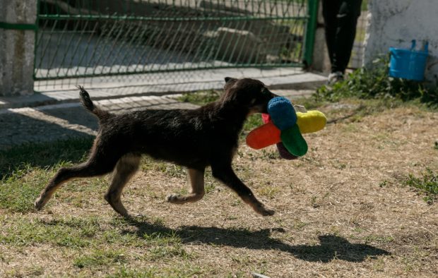 Un bărbat din Ilfov a fost amendat cu 12.000 de lei după ce şi-a abandonat câinele: „A deschis portbagajul, a scos un câine din sac şi i-a dat drumul”