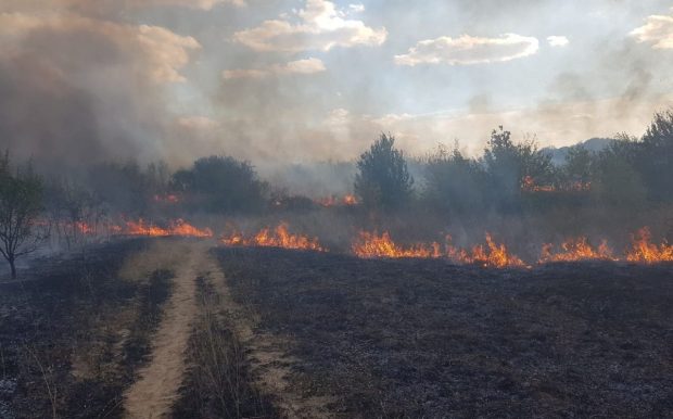 Incendiu la Hipodromul din parcul „Nicolae Romanescu” din Craiova. Ard 5 hectare de vegetație