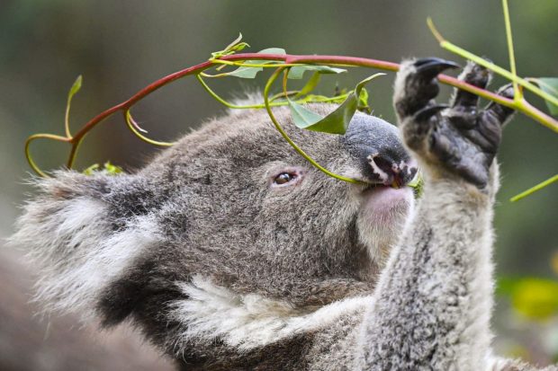 De ce a pierdut Australia aproape 30% din populația de urși koala în ultimii ani