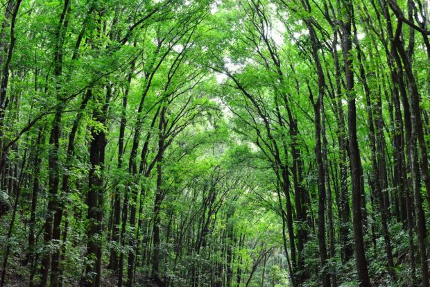 O româncă din Germania îşi caută fiul dispărut în urmă cu trei luni  într-o pădure din Elveţia