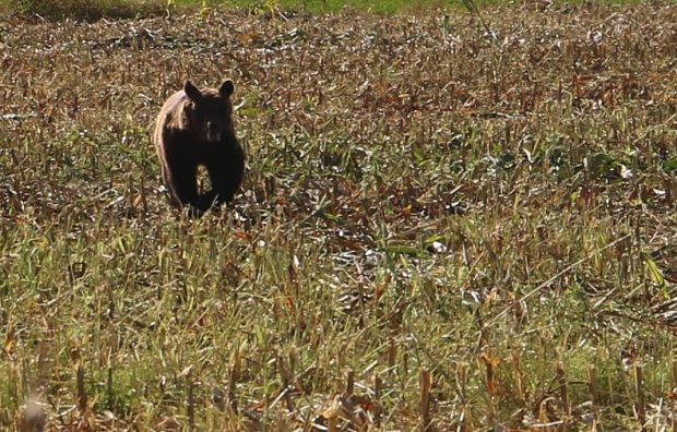 Trei bărbaţi, atacaţi de urs în Vrancea. Animalul a fost omorât de localnici