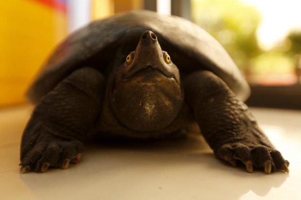 O broască țestoasă a bulversat zborurile de pe un aeroport din Japonia