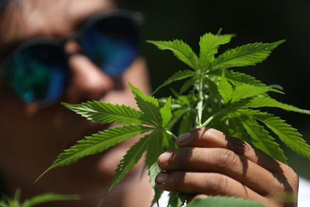 O femeie cultiva canabis într-un centru de bătrâni din Germania. „Îi plăcea planta”