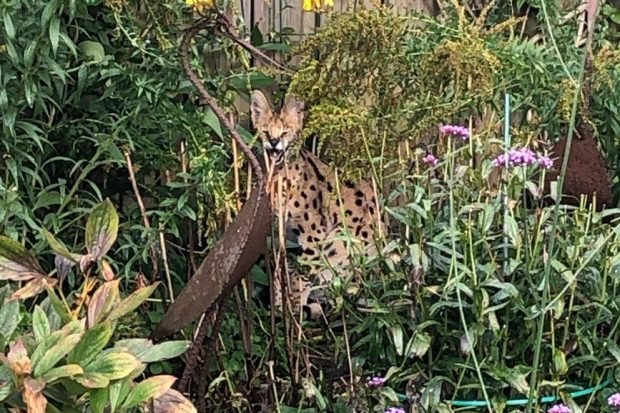 „Ajutor, este un leopard în grădină!”, apelul disperat la urgență al unui german. Ce animal era de fapt