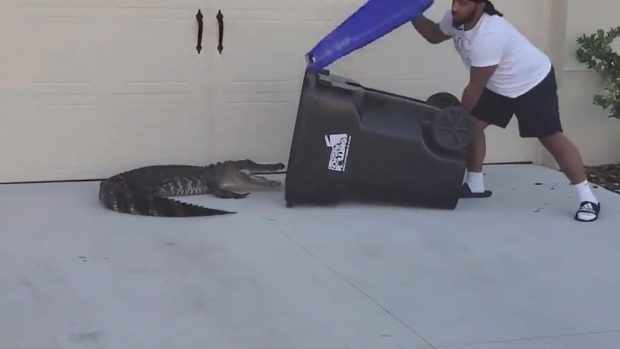 VIDEO VIRAL. Un bărbat a prins un aligator de aproape 2 metri într-un tomberon
