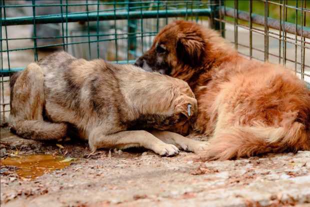 De Ziua Internațională a animalelor, mai multe organizații cer oprirea eutanasierii câinilor