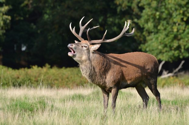 Cerbul – curiozități și lucruri uimitoare despre acest animal impresionant