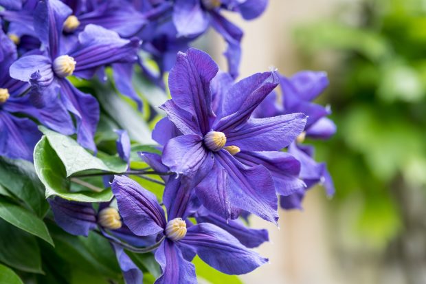 Clematita. Cum să plantezi și să ai grijă de această plantă