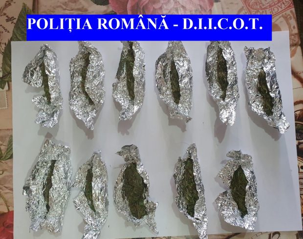 Cultură outdoor de canabis, descoperită de polițiști la Huși. Doi bărbați, tată și fiu, au fost arestați