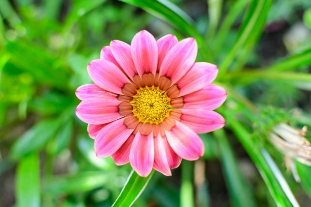 Gazania, floarea comoară. Plantare și îngrijire. Cum se înmulțește