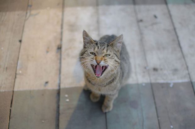 Un fost soldat a atacat un adăpost pentru animale și a luat un ostatic, cerându-și înapoi pisica pierdută