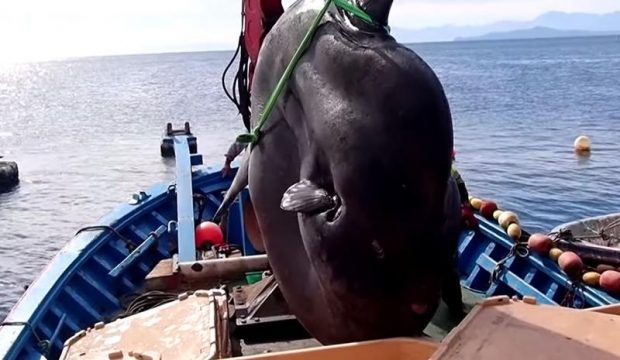 Pește-lună uriaș, prins în largul Africii de Nord. „Am încercat să-l punem pe cântarul de o tonă, dar a fost prea greu”