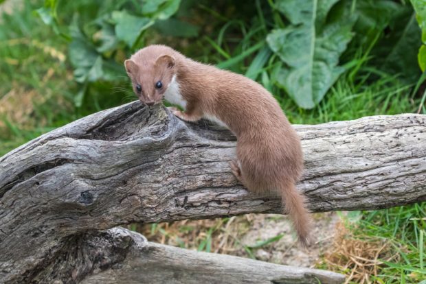 Nevăstuica – informații și curiozități despre acest mic animal carnivor