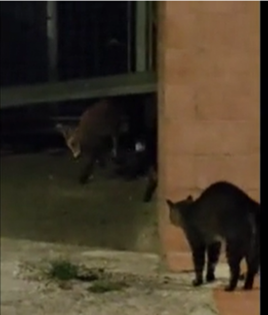 VIDEO | Vulpe izgonită de o pisică, pe o stradă din Brașov