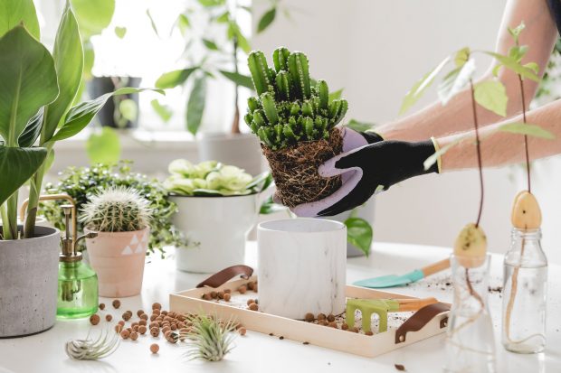 Plante care absorb umiditatea în casă