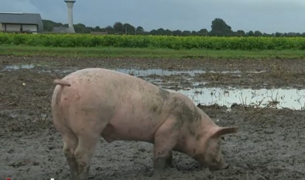 „Patrulă de porci” pe unul dintre cele mai aglomerate aeroporturi din Europa. La ce folosesc animalele