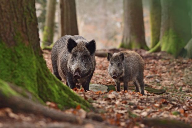 Porcul mistreț – lucruri uimitoare și curiozități despre acest animal