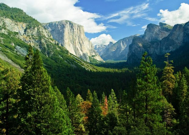 10 mari păduri aflate pe lista UNESCO au început să emită carbon, în loc să-l absoarbă