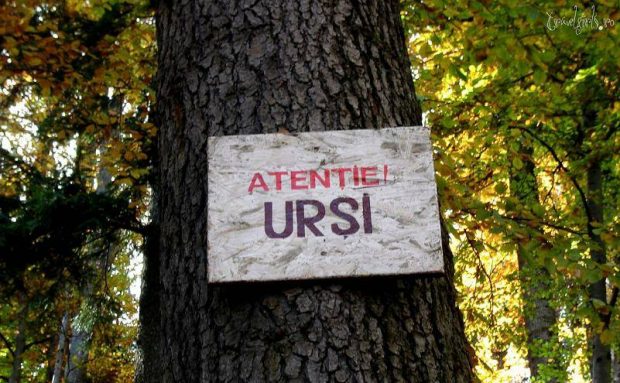 Ministerul Mediului anunță că a fost împușcat al doilea urs în baza OUG care permite acest lucru