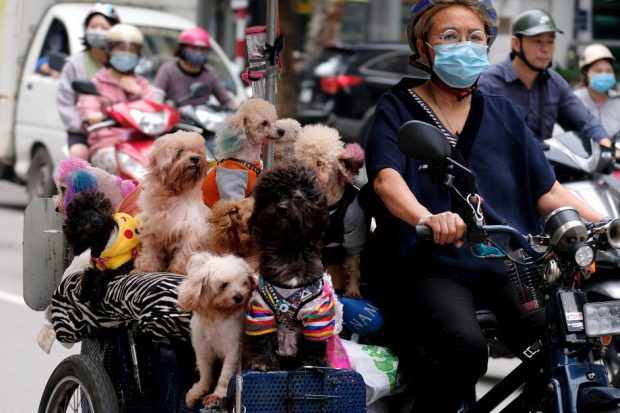Revoltă în Vietnam după ce autoritățile au ucis cei 12 câini ai unei familii infectate cu Covid-19