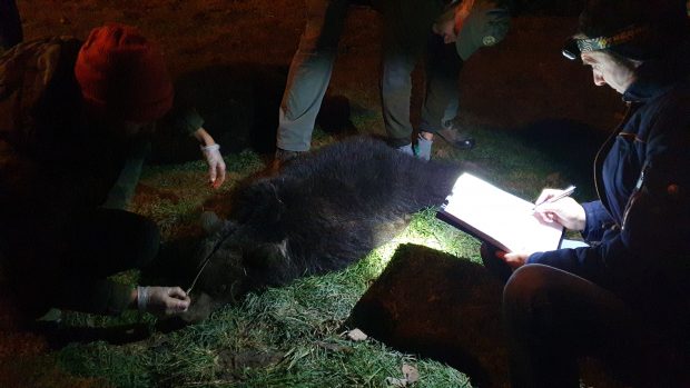 O ursoaică şi doi pui, capturați în Brașov, și-au găsit adăpost la Sanctuarul Libearty de la Zărneşti