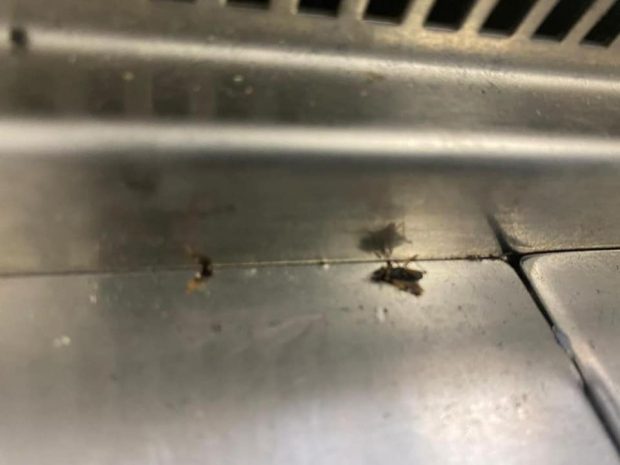 Vitrine alimentare cu mucegai, praf și insecte moarte. Ce măsuri au luat comisarii ANPC după controlul la magazinele Ikea
