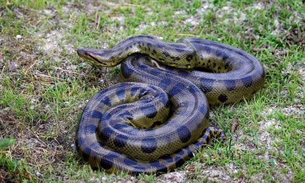 Anaconda – lucruri surprinzătoare și mai puțin știute despre acest șarpe