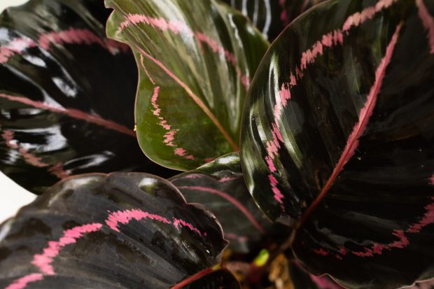 Calathea – plantare, îngrijire. Cum să o crești la tine acasă