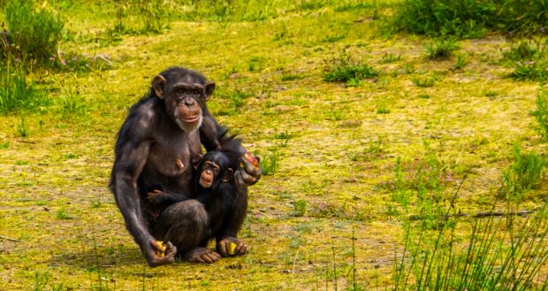 Cimpanzeul – curiozități și lucruri surprinzătoare despre acest animal