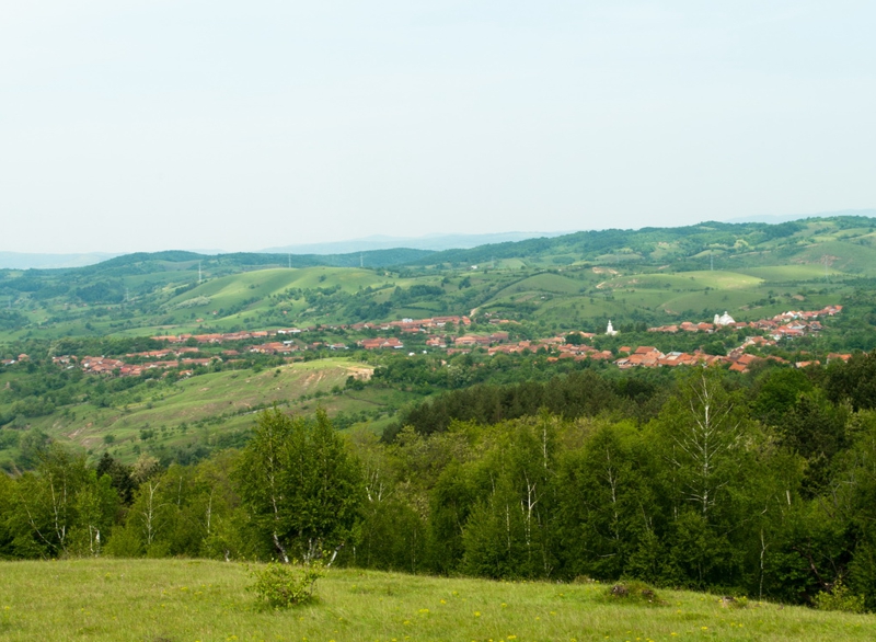Lupta unei femei cu Ministerul Apărării pentru a recâștiga o bucată de pădure luată pe filiera Primărie-Armată-Guvern