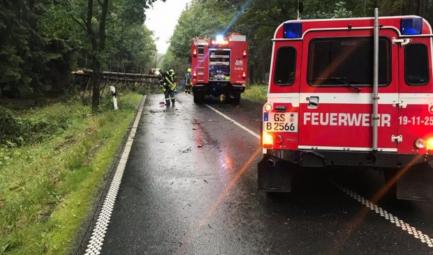 Trei români au tăiat un copac de 40 de metri direct peste o mașină care circula pe o șosea din Germania