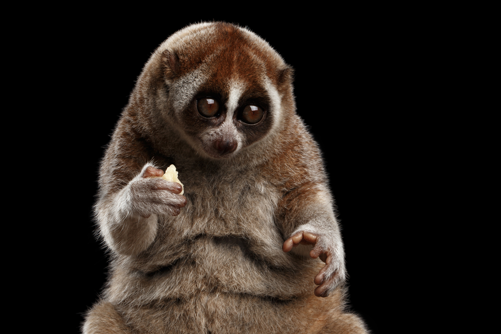 Cum arată un loris