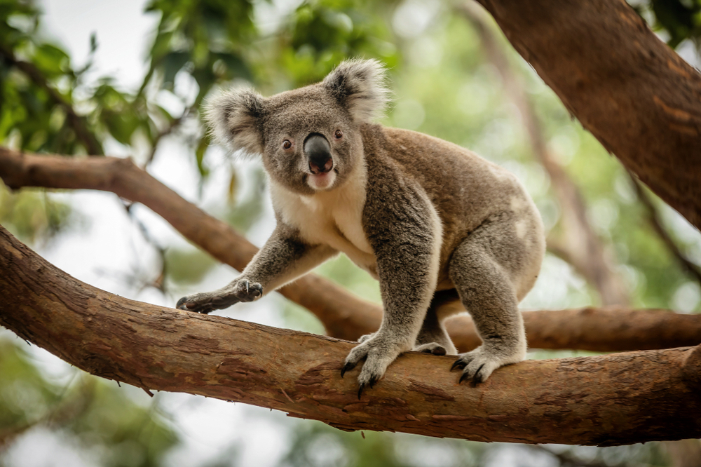 Cum arată ursul koala