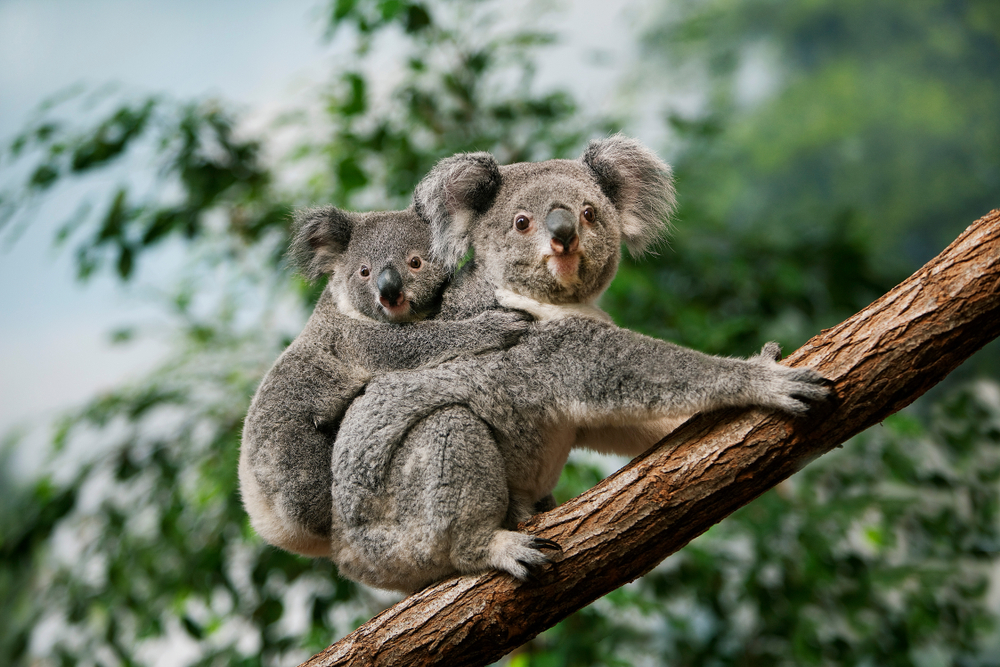 Curiozități despre koala