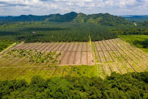 Conferința pentru climă: liderii lumii promit să stopeze despăduririle până în 2030