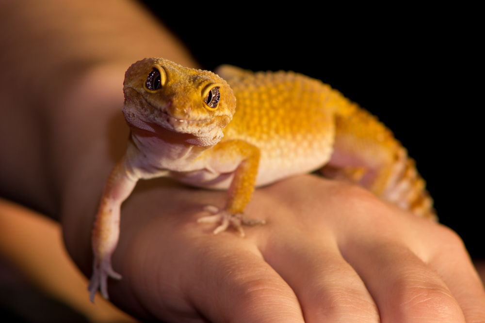 Gecko, animal de companie