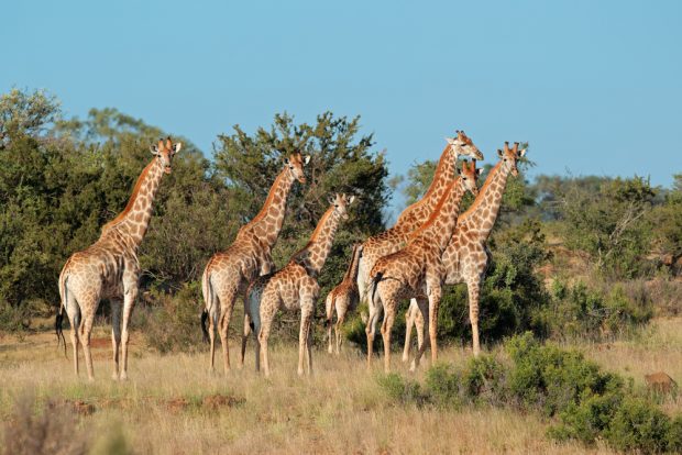 Girafa – cel mai înalt animal din lume. Curiozități și lucruri interesante